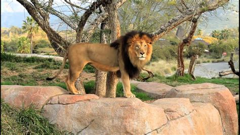 The wild zoo - A new zoo will house some of the world's most threatened species, officials have said. Set to open in 2024, the new Bristol Zoo will be based at the Wild Place Project on the outskirts of the city ...